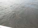 DSCN0833