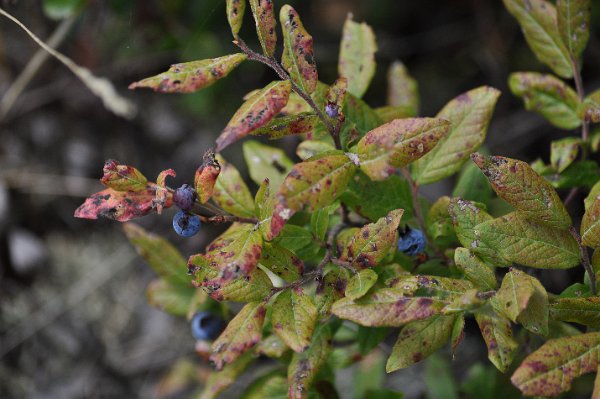 DSC_0042.JPG