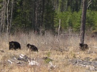 Cubs