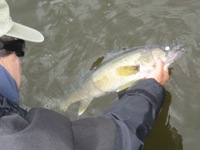 1006walleye